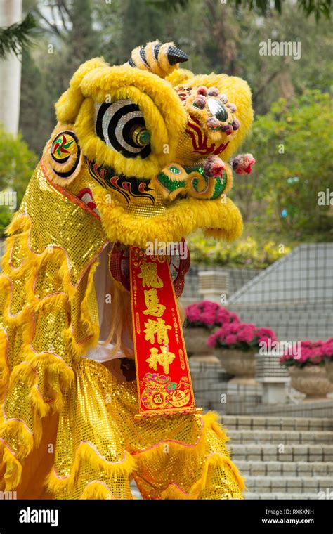 Lunar New Year Dragon Dog Costume