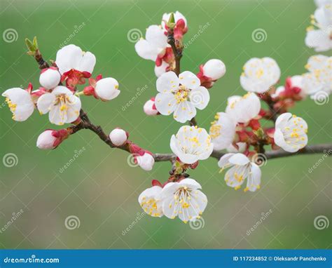 Blossoming Of The Apricot Tree In Spring Time With White Beautiful