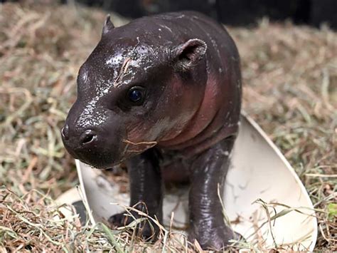 Metro Richmond Zoo Welcomes Baby Pygmy Hippopotamus In Time For