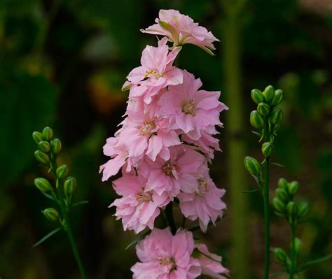 They really lift my spirits when i find one. What, Please, Is The Name Of These Wild Flowers? | Flowers ...