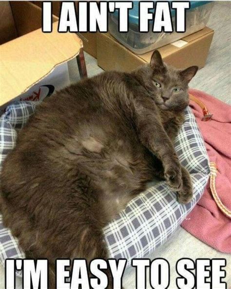 Easy To See Funny Cat Pictures Cat Quotes Funny Funny Cat Memes