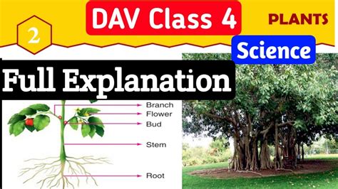 Plants 🌱dav Class 4 Science Chapter 2 Plants Full Explanation Youtube