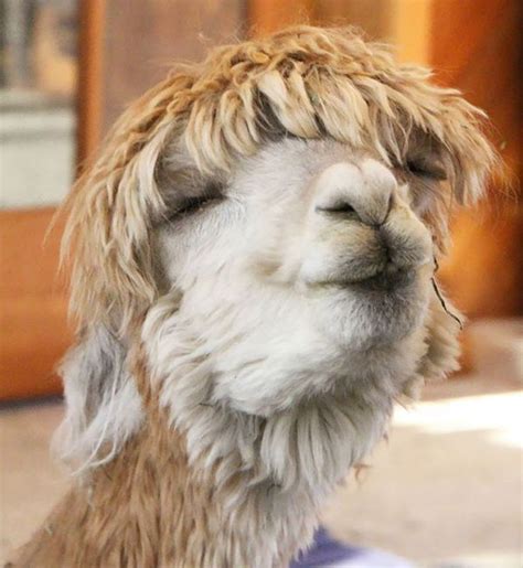 Alpacas That Will Make Your Day Funnyfoto Funny Animals Cute Funny