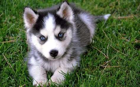 Check spelling or type a new query. Pomsky, Pomeranian and Husky Mix