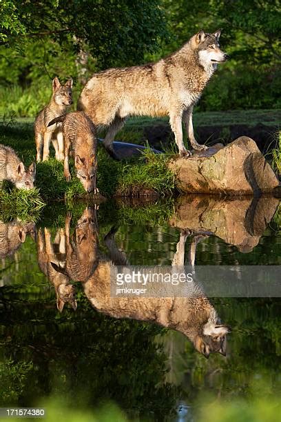 Female Wolves Stock Fotos Und Bilder Getty Images