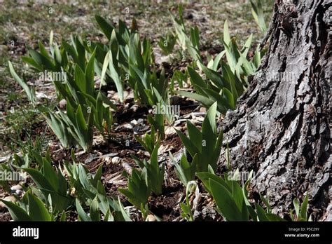 Iris Leaves Emerging In Spring Stock Photo Alamy