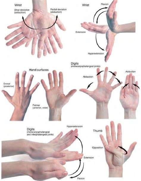Anatomy References — Movements Of The Hand Massage Therapy Reflexology Massage Massage