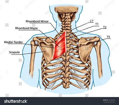 Rhomboid Minor And Major Anatomy Orthobullets