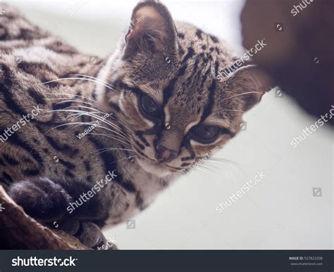Margay Leopardus Wiedii Rare South American 스톡 사진 557823208 Shutterstock