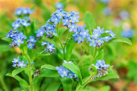 Forget Me Nots Types How To Grow And Care Florgeous