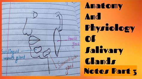 Salivary Glands Anatomy And Physiology Youtube