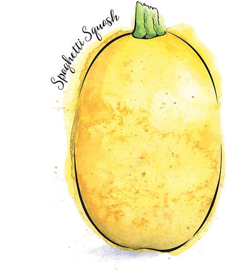 Acorn Squash Illustrations Royalty Free Vector Graphics And Clip Art