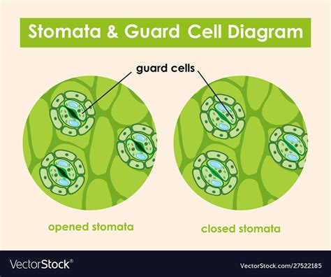 Diagram Showing Stomata And Guard Cell Royalty Free Vector