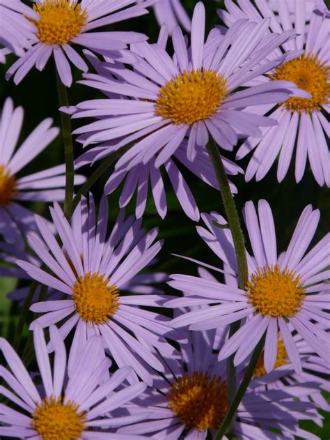 Purple Daisy Plant Free Image Peakpx