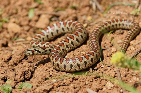 Leopard Snake Zamenis situla Greece Juvénile de Couleuvre Flickr