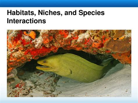 Habitats Niches And Species Interactions Ppt Download