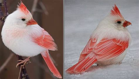 Once In A Lifetime Rare White Cardinal Spotted In Backyard Nature And