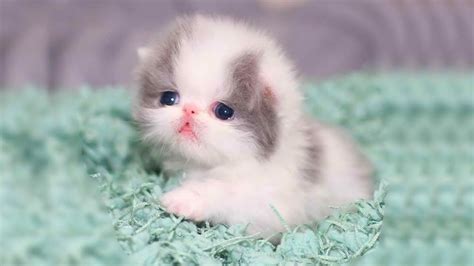 Cute Persian Kittens 😍 Persian Kitten Videos Aww Youtube