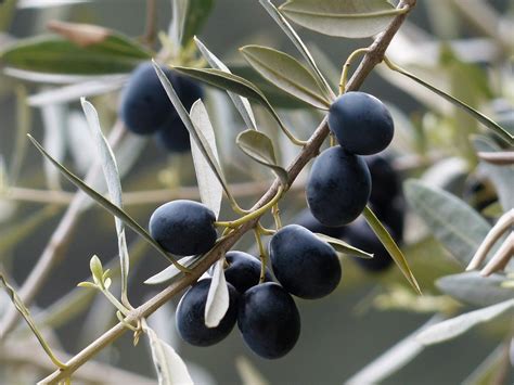 In addition to pollination, temperature plays the biggest role in olive tree fruit production. When Do Olive Trees Fruit? | Tips & Advice - The Norfolk ...