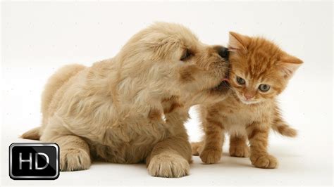 Cute Kittens Playing With Puppies Cute Kittens
