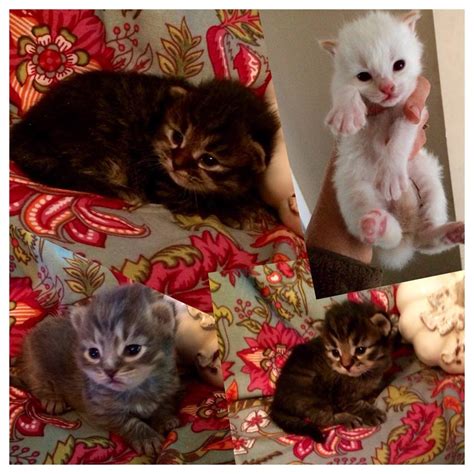 New Litters Of Siberian Kittens Due January February Many Colors