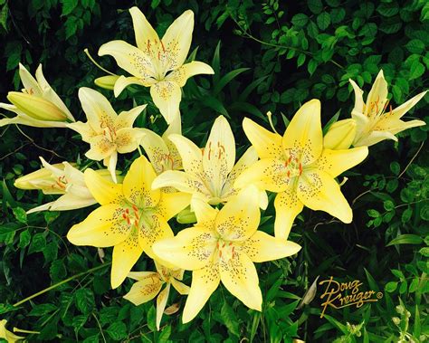 Yellow Tiger Lilies Photograph By Doug Kreuger