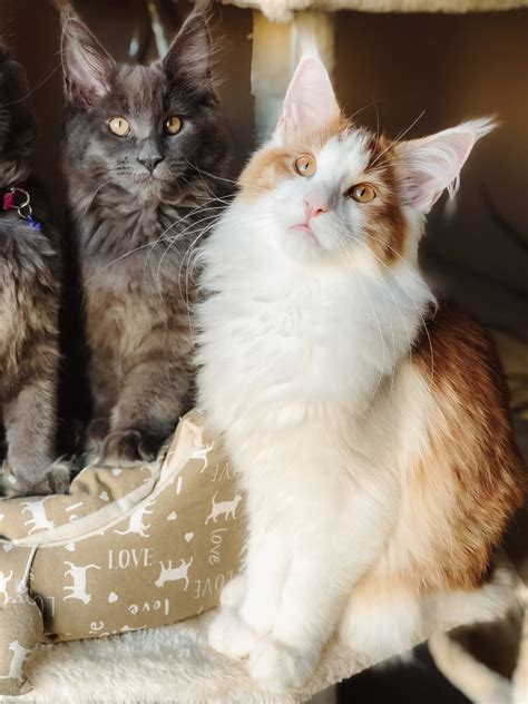 The maine coon is one of the largest domestic cat breeds, though it is slow to physically mature. Maine Coon Cats For Sale | Chicago, IL #314068 | Petzlover