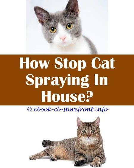 How To Stop Cat From Pooping On Floor Floor