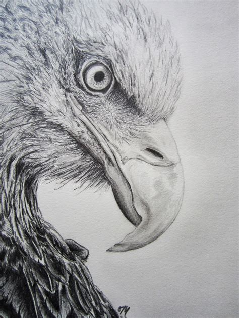 Eagle Pencil Drawing ~ Bald Eagle Head Dekorisori