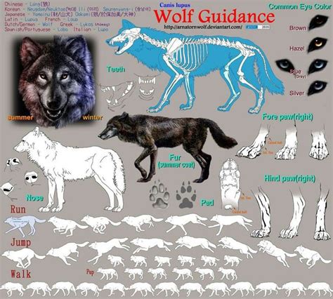 160 Best Anatomy Animal Canidae Images On Pinterest Animal
