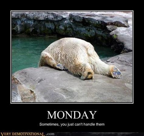 Monday Polar Bear Funny Pictures Polar Bear Funny