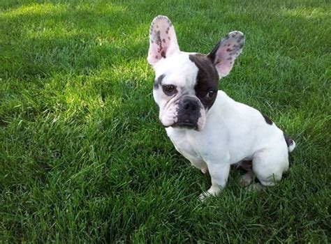 Chicago french bulldog rescue, chicago, illinois. This beautiful girl named Cupcake is up for adoption at ...