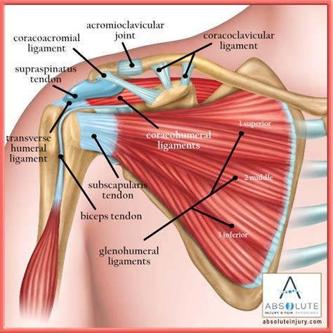 Shoulder Ligament Anatomy Diagram Male Shoulder Ligaments And Biceps
