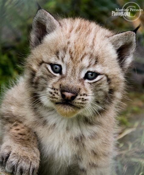 Baby Lynx By Martinepersson On Deviantart