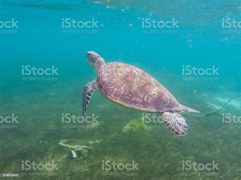 Green Sea Turtle Underwater Photo Sunny Tropical Lagoon And Marine