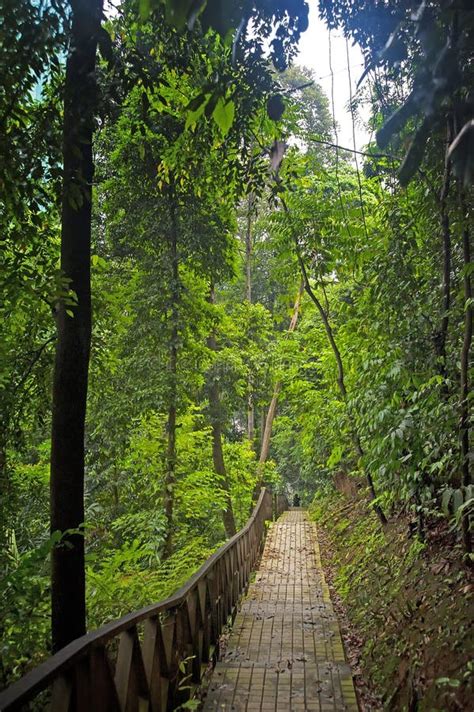 Bukit Nanas Kuala Lumpur Editorial Stock Photo Image Of City 195220353