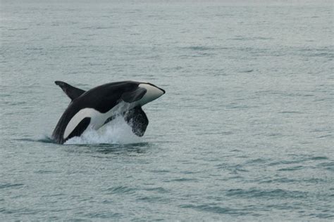 Orcas playing with swimmer at hahei beach, new zealand (original). Orcas | NZ Marine Wildlife | Whale Watch Kaikoura