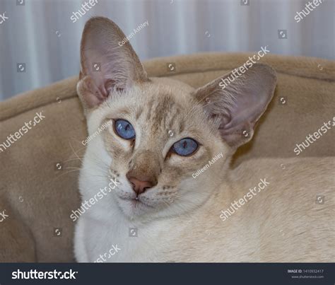 Lilac Tabby Point Siamese Cat Stock Photo 1410932417 Shutterstock