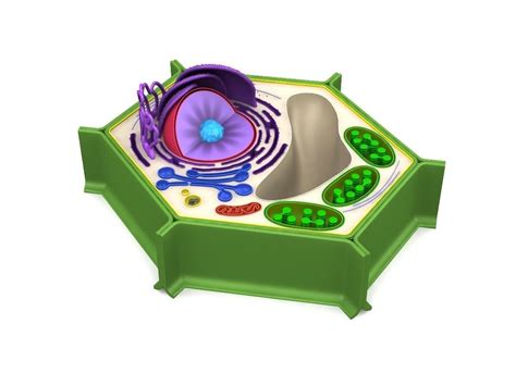 D Plants Cells Model Iqvsa
