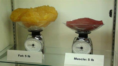 Important Facts About Lean Muscle And Body Fat