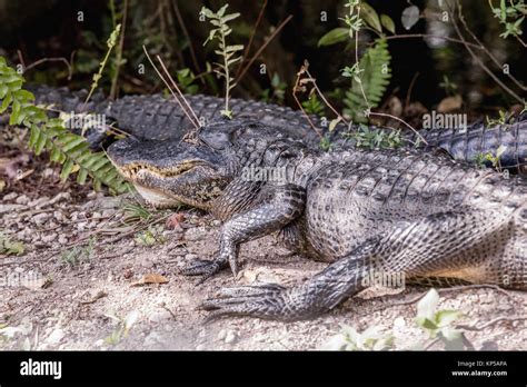 American Alligator Resting Near Road Two Alligators Lying On The Road