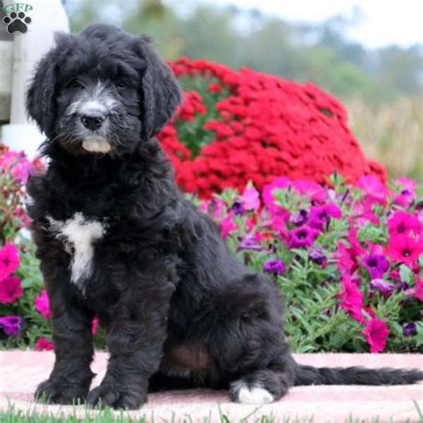 Ideally suited as a companion pet, this friendly and intelligent crossbreed can also be. Kisses - Saint Berdoodle Puppy For Sale in Pennsylvania
