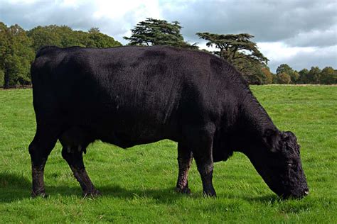 english cow breeds all about cow photos
