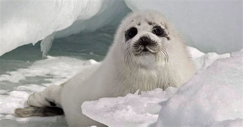 seal hunt opens in northern gulf of st lawrence