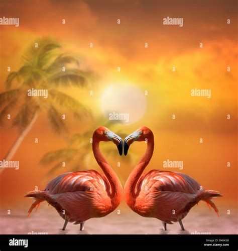 Two Pink Flamingos Hi Res Stock Photography And Images Alamy