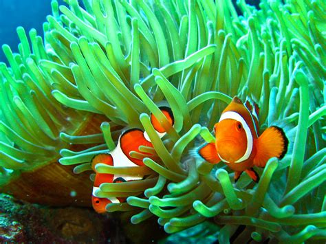 Sea Anemone And Clownfish Symbiotic Relationship