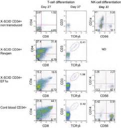 Restoration Of T And Nk Cell Development In Human Scid X1 Cells By The