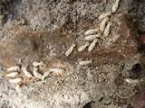 Subterranean Termite Control Pictures