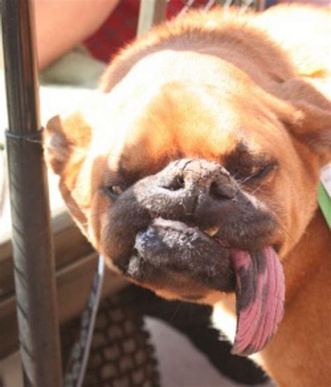 The name shih tzu means little lion in chinese (where the shih tzus were only owned by chinese royalty for hundreds of. The Ugliest Dog in the World: Contest Winners