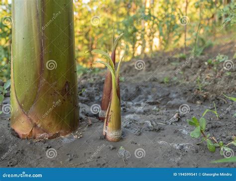 Banana Suckers Near The Pseudostem Of The Mother Plant Stock Image